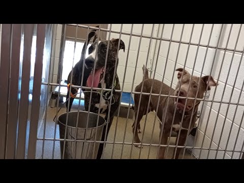 Phantom-left 1y A834977 Chewy 1y A862014 kennel 206 harry haven PACC shelter 576