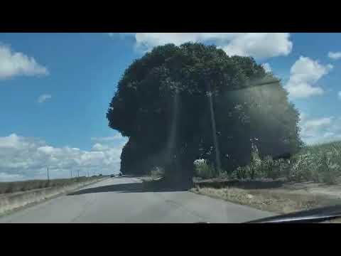 CAMPO ALEGRE ALAGOAS @prefeituracampoalegre @portaladalagoas2075 