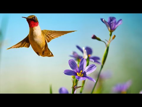 Beautiful Relaxing Music, Beautiful Nature Scenery in 4k Ultra HD, "The Sounds of Spring" Tim Janis