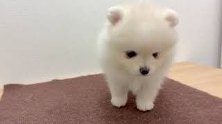 ポメラニアンの動画01