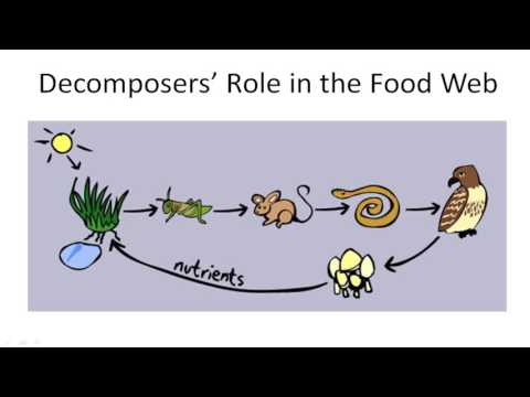 Decomposers; Role in the Food Web