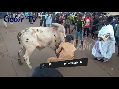 Wasan Hawan Ƙahon Hausawan Kamaru | Hausa Bull Fighting in Cameroun