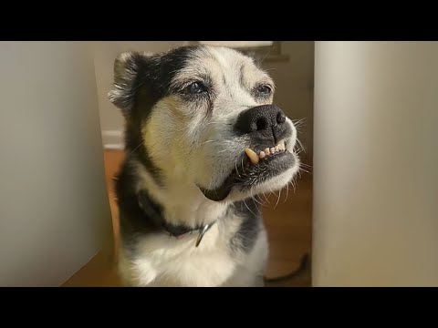 Este perro nos mostró que todavía existen milagros