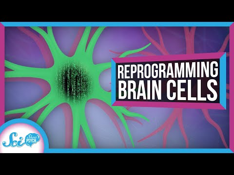 How to Reprogram a Brain Cell