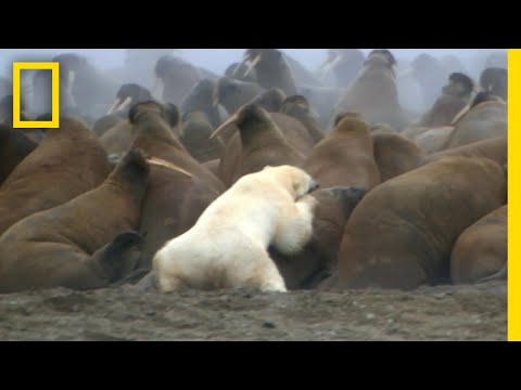ホッキョクグマは寒さの中でどうやって生き延びるのか
