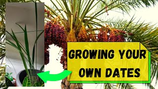 Growing Your Own Dates