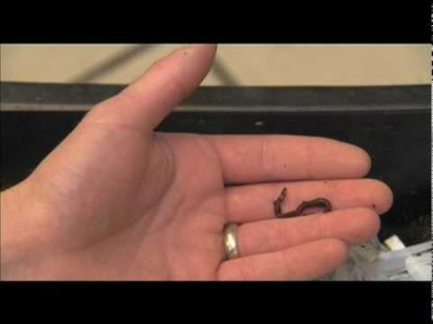 Vermicomposting at Home