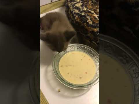 Four week old kittens eating canned food for the first time