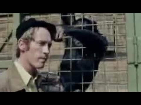 Monkey Business | Some Mothers Do 'Ave 'Em | BBC Studios