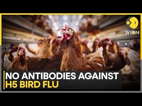Bird Flu: Is Pandemic Risk Worse Than Covid? | WION