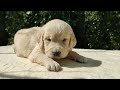 Golden Retriever puppy for sale