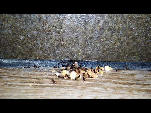 Ants Will Always Find the Crumbs