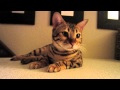 Adorable Bengal Kitten Purr Meow