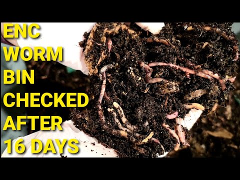 European Nightcrawler Worm Bin Fed After 16 Days | ENCs |  Vermicomposting With Nightcrawlers