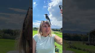 Download lagu This is how to attract Blue Jays mp3