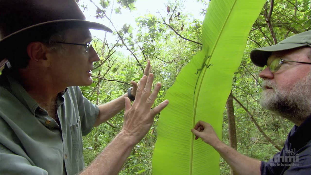 El Origen de las Especies: Lagartijas en un Árbol Evolutivo | HHMI BioInteractive Video