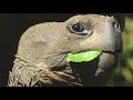 Tortoise Conservation Galápagos Lindblad Expeditions National Geographic