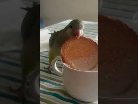 Mon perroquet trempe lui-même ses biscuits avant de les manger 🦜