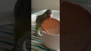 Mon perroquet trempe lui-même ses biscuits avant de les manger 🦜