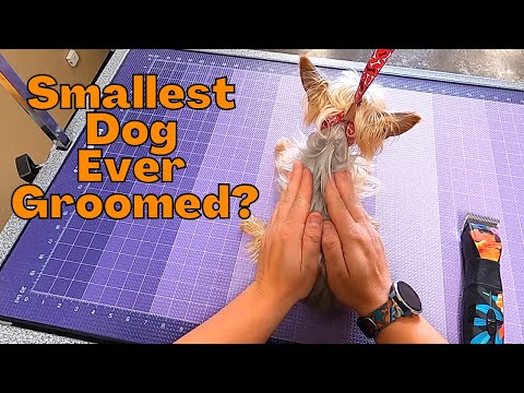 Experience This Dog's Unbelievable Grooming Makeover