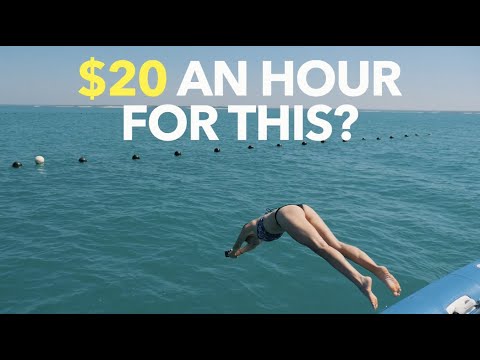 $20 An Hour For This?