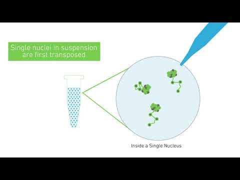 How it Works | Chromium Single Cell ATAC Solution