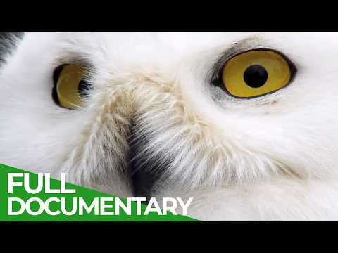 Nature's Greatest Talents: Masters of Disguise | Free Documentary Nature