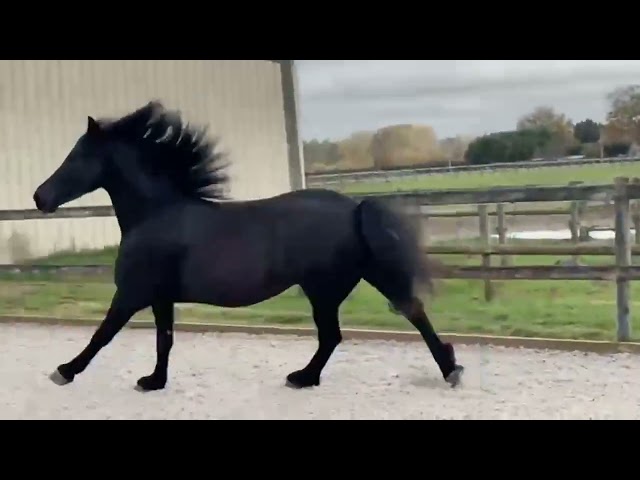 Jument frison Tara King 4 ans 