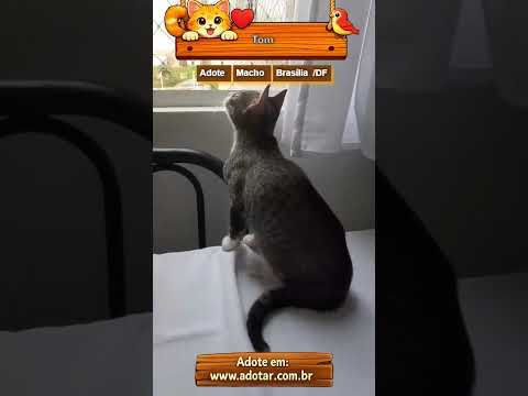 Vídeo de Tom