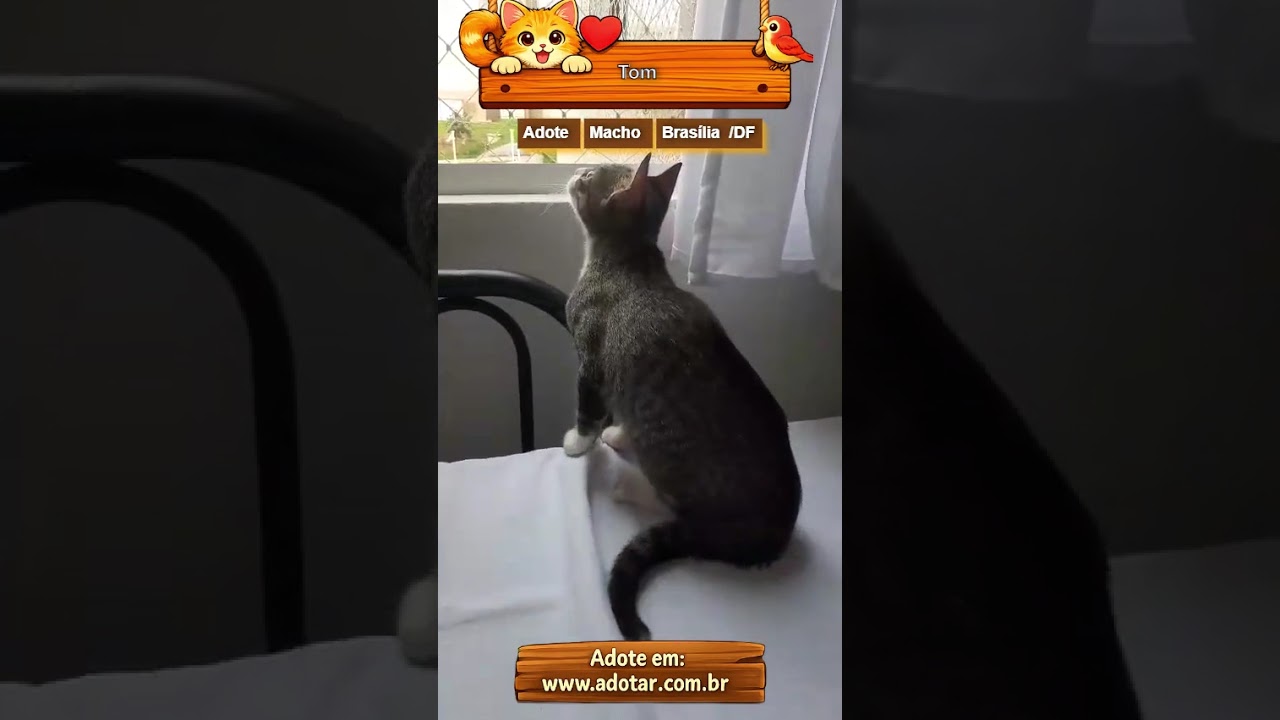Gato raça SRD-ViraLata idade 7 a 11 meses nome Tom