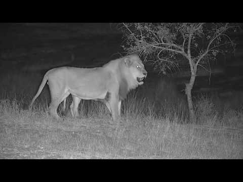 Djuma: Sights and sounds including lions and hippos-Pt:2 - 05:27 - 08/04/19