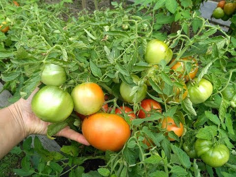 Видео про томат Монгольский карлик