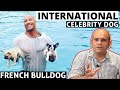 Celebrity French Bulldog of The Rock (Dwayne Johnson) | Cute Small Toy Dog Breed | Baadal Bhandaari