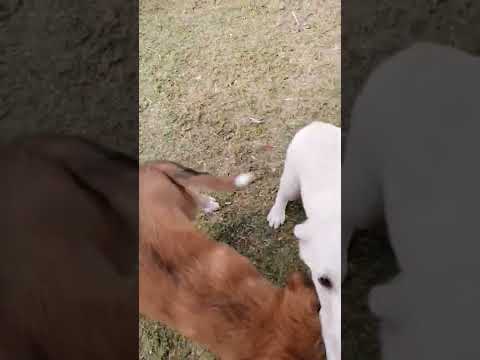 puppies sa hadika kakatuwa