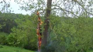 preview picture of video 'Lightning bolt sets old tree on fire'