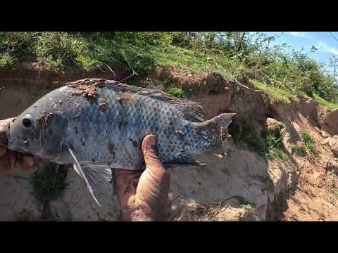 Pescaria rais de tilapia Paulo de Faria 