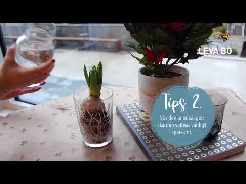 Så står sig hyacinten längre