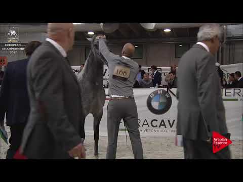 N.166 IZAN AL CAPE - Verona 2017 - 3 Years Old Colts (Class 6)