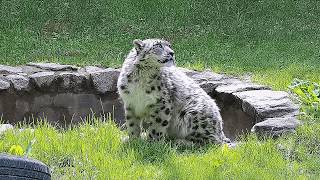 How has that dying snow leopard Ling Xiaozhe from six months ago recovered after professional rescue
