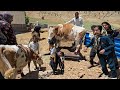 **Our Nomadic Kids Can't Believe Their Eyes! 🐄✨**