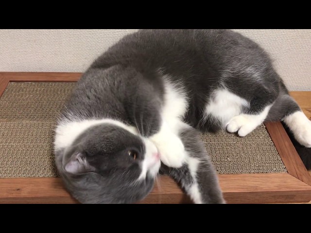 動画・スプレータイプのまたたびの効果がスゴイ！