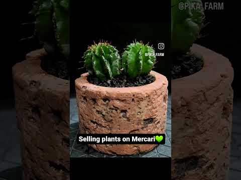 園芸 ユーフォルビア・ペンタゴナ