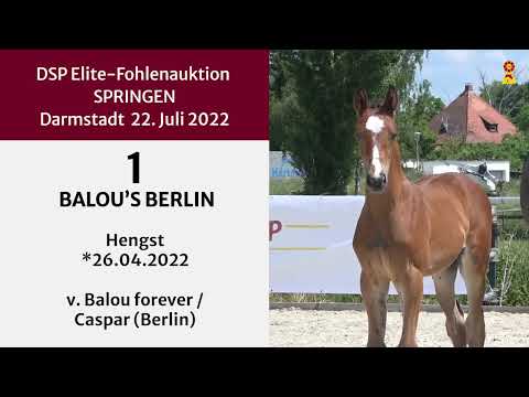 KN 1: Hengstfohlen v. Balou Forever/Berlin