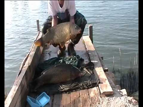 Fishing Team Romeo (CZ): Carp fishing in delta El Ebro 2012