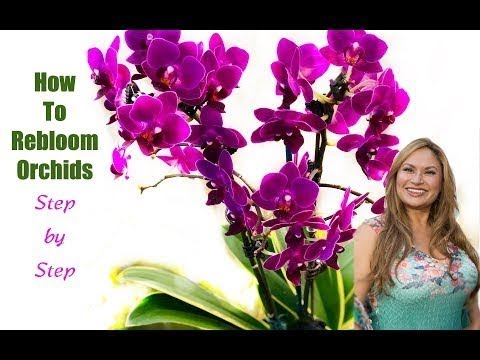 , title : 'ORCHID CARE TIPS AFTER FLOWERING: How to Make ORCHIDS REBLOOM 💐Flower Again 😀Shirley Bovshow'