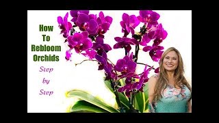 HOW TO MAKE ORCHIDS REBLOOM,  STEP BY STEP