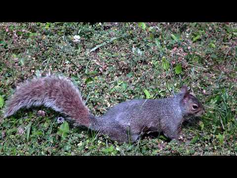 Reolink 823A 16x - 32 minutes of random usage