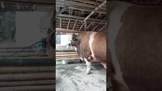 Download lagu Sudah di tawar 90jt blum dilepas #sapi #cow #bull mp3