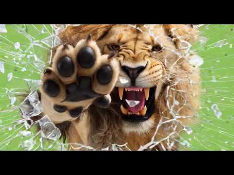 León ataca a cámara