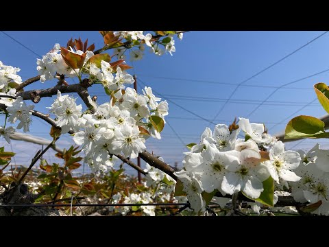 園芸 花の咲く果樹